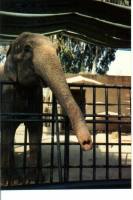2 Limassol-lo zoo.jpg
